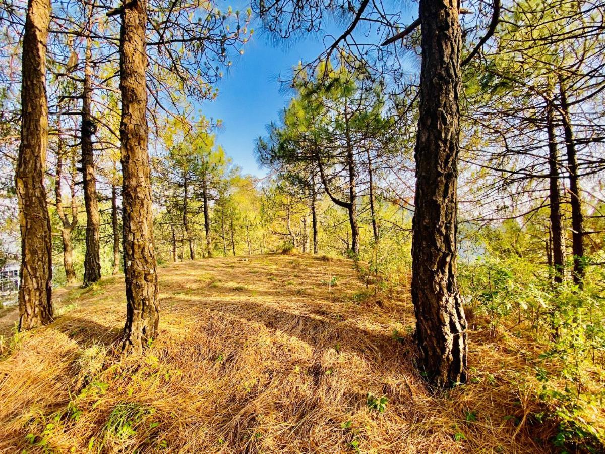 Tara Valley View Шимла Екстериор снимка